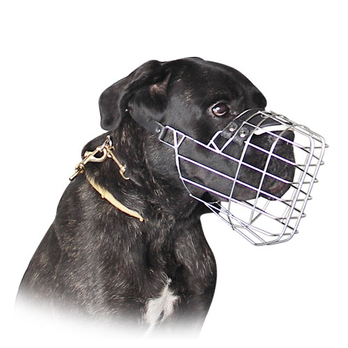 Wire basket muzzle for cane Corso