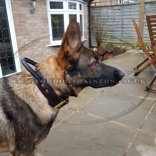 leather dog collar for large dogs