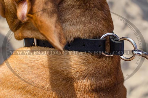 Dogue De Bordeaux Collars UK