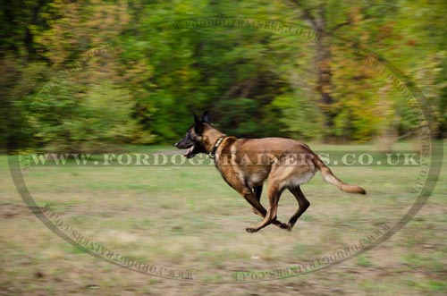 Leather Collars for Dogs