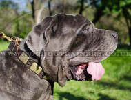 Leather Dog Collar for Neapolitan Mastiff Luxury Style