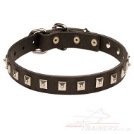 puppy collar