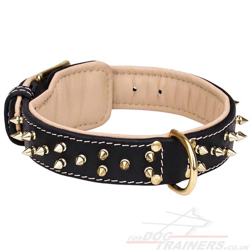 black padded leather dog collar for Caucasian Shepherd