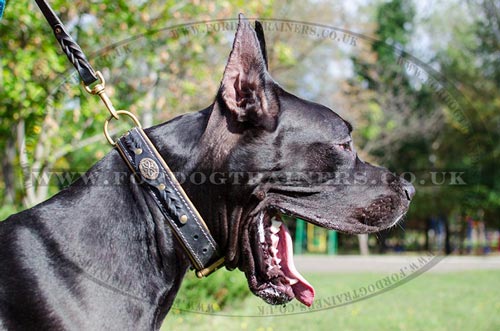 Luxury Dog Collar for Great Dane