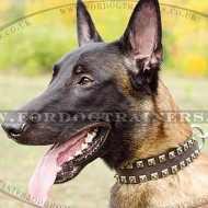Luxury Leather Dog Collars for Malinois Style and Comfort Luxury Leather Dog Collars for Malinois Style and Comfort