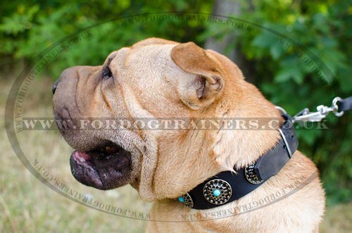 Shar Pei Dogs Collars