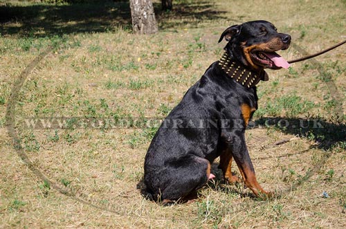 Rottweiler Collars UK