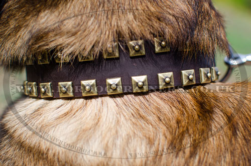 luxury leather dog collar for malinois shepherds online UK