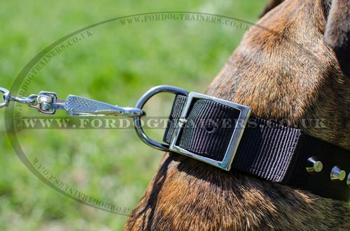 Buckle Dog Collars for Boxer Dogs for Sale