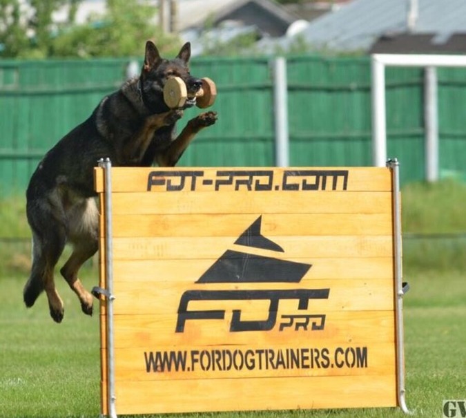 Mondioring Dog Training