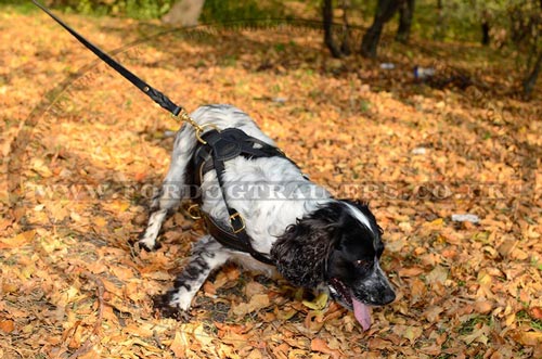leather dog harness springer spaniel