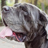 Neapolitan Mastiff Classic Dog Collar for Multipurpose Use