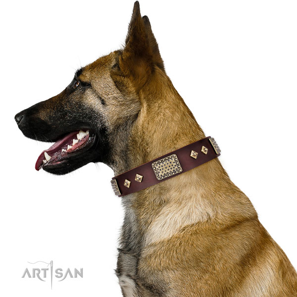 Designer Dog Collar for Belgian Malinois
