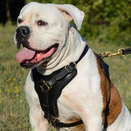 American Bulldog Harness UK | Padded Leather Harness NEW