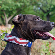 Handpainted Dog Collar for Pitbull, Stars and Straps Design