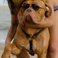 Dog De Bordeaux Harness Luxury Design | Dog De Bordo Harness