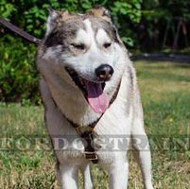 Luxury Dog Harness for Husky Dogs | West Siberian Laika Harness