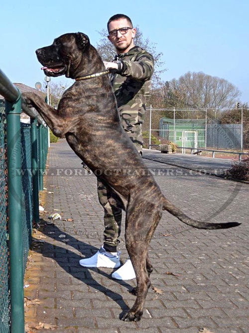 Studded Dog Collar for Mastiff