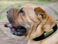 Shar Pei Dog Collars with ID Plate for Secure Dog Walking