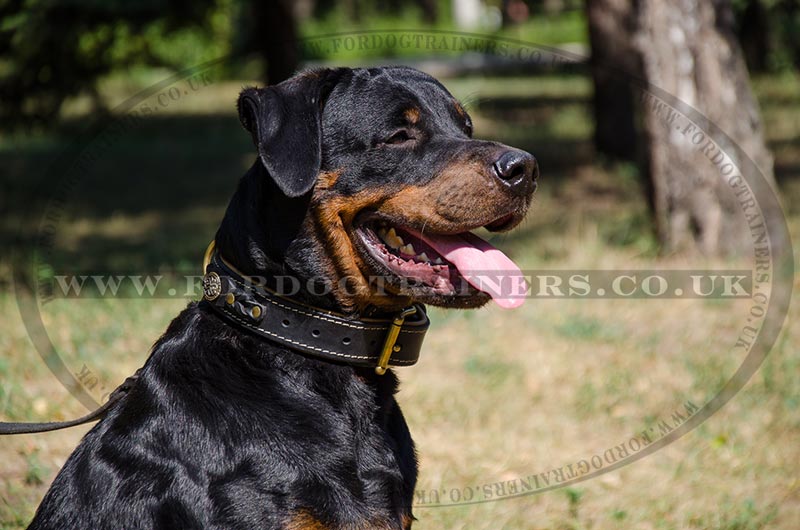 Best dog sales collar for rottweiler
