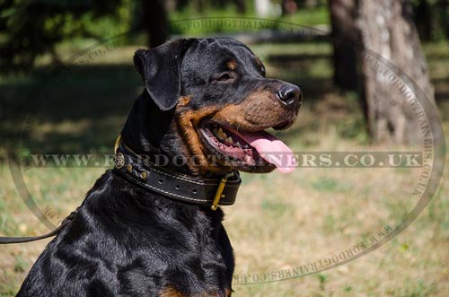 Rottweiler Collars UK Best Choice