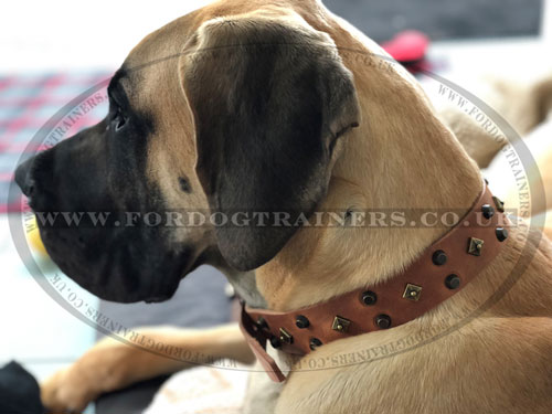 New Leather Dog Collar for Great Dane
