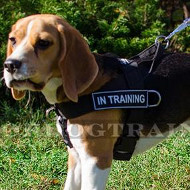 No Pull Harness for Beagle | Beagle Harness for Stop Dog Pulling