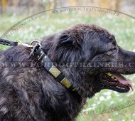 "Noble Knight" Black Leather Dog Collar for Caucasian Shepherd