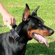 Doberman Collars with Handle | Dog Collar with Handle