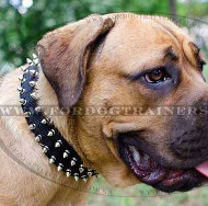 Nylon Dog Collar for Cane Corso | Spiked Dog Collar for Mastiff