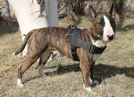 English Bull Terrier