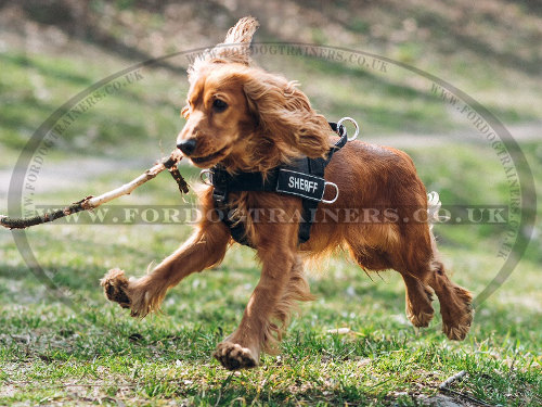 dog harness for Cocker Spaniel UK