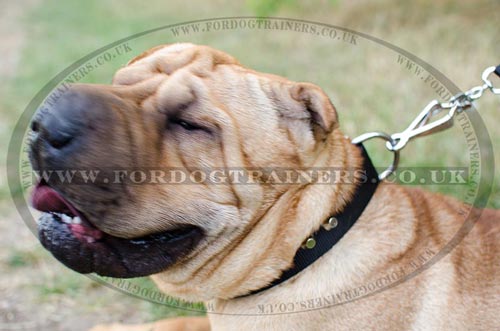 Shar Pei Collar UK
