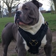 Dog Harness UK Bestseller for Old English Bulldog ★