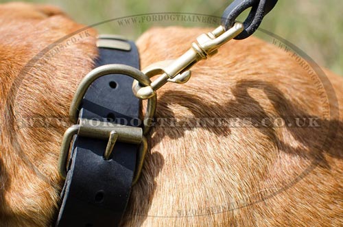 Elegant Dog Collar for Big Dogs