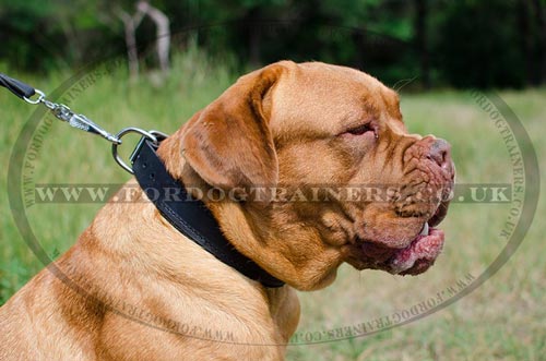 padded dog collar