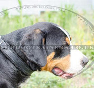 Soft Dog Collar for Swiss Mountain Dogs, Felt Padded