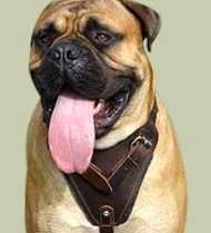 Padded Dog Harness, Bullmastiff | Bullmastiff Training Harness