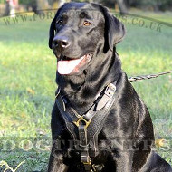 Leather Dog Harness