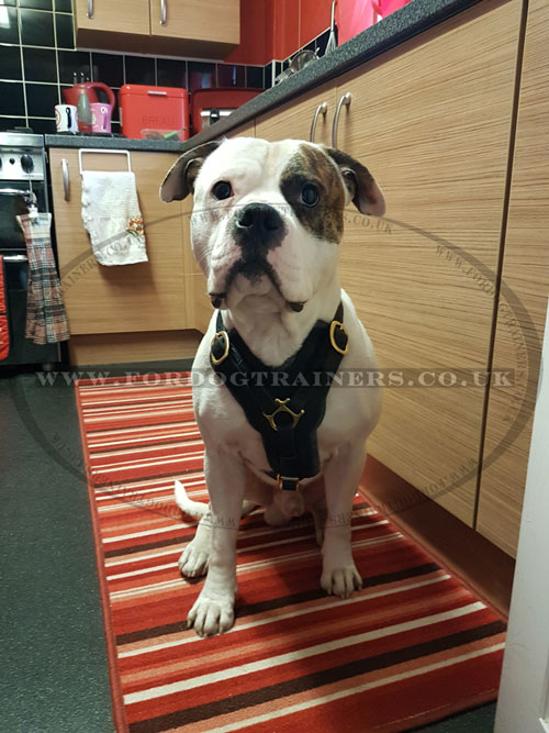 American Bulldog harness buy online