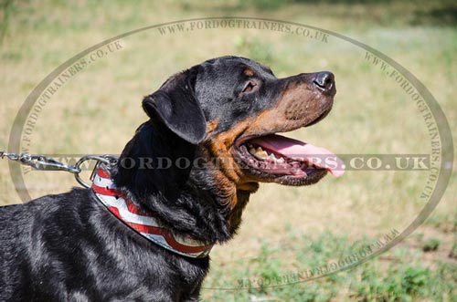 Handmade Dog Collars