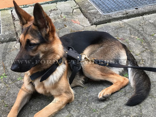 German Shepherd Leather Leash