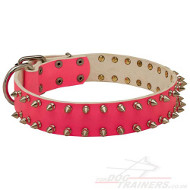 Dogs Collars