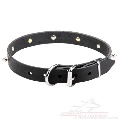 1 inch designer dog collar with buckle