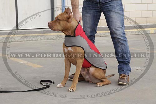 pitbull dog winter jacket 