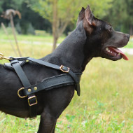 Pitbull Harness Perfect for Dog Sport, Tracking and Pulling!