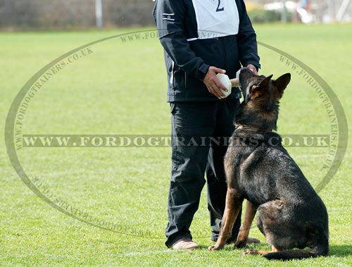 IPO Dog Training Dumbbells