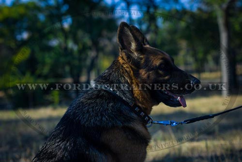 German Shepherd Dog Collar