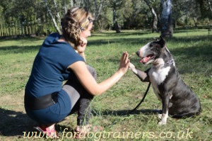 dog paw trick training