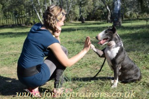 dog paw trick training